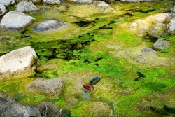 Green Algae growth in a still water pond in India. Algae and cyanobacteria are simple, plant-like organisms that live in the water.