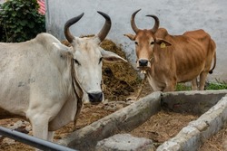 A close up shot of domestic Indian cows with big horns tied outside with cattle bells around their necks. uttarakhand India.