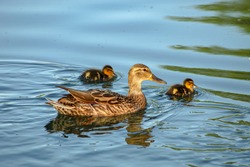 Female Мallard duck (Аnas platyrhynchos) swimming in the lake and her recently hatched ducklings