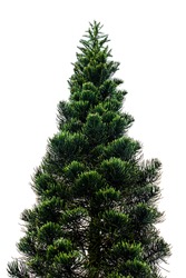 Pine tree isolated on white for Christmas decoration design.