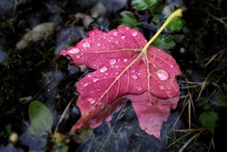 Red maple leaf floats in a puddle during the autumn rain. Rain doprs on the fallen leaf, it's bright and lonely, drowns in the darkness.