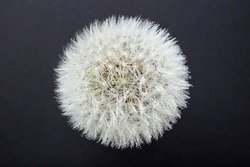 Partially defocused dandelion seeds sphere with water drops, isolated on black background.