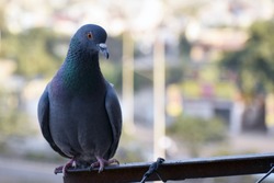 A young pigeon is taking rest on home balcony