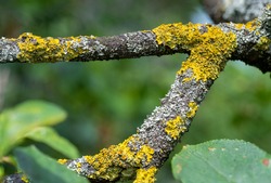 the texture of the bark of an old tree is covered with lichen