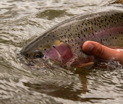releasing a wild Rainbow trout back into a river.