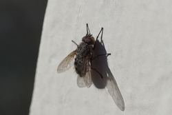 Male cluster fly (Pollenia) family Calliphoridae on a white, dirty window frame in the sun. Late winter, spring. Netherlands, March                                 