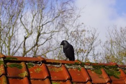 Western Jackdaw (Corvus monedula, Coloeus monedula) on a roof with old, red glazed roof tiles, tuiles du nord in the sun overgrown with moss. Autumn, November, Netherlands.