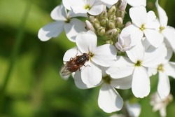 Heineken Hover Fly (Rhingia campestris), family hoverflies (Syrphidae). On white flowers of dame's rocket (Hesperis matronalis Alba), family Brassicaceae. Dutch garden. June.	                         