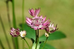 Closeup Flowers of Astrantia major 'Primadonna', the great masterwort, family Apiaceae. July, in a Dutch garden. Blurred lawn on the background.                               