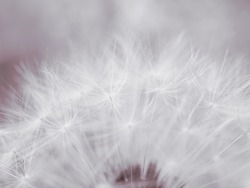 Dandelion cap with seeds closeup. Light summer floral background. Airy and fluffy wallpaper. Tinted backdrop. Dandelion fluff  wallpaper. Macro