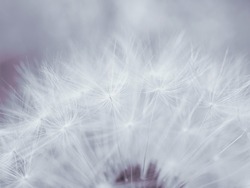 Dandelion cap with seeds close-up. Light summer floral background. Airy and fluffy wallpaper. Tinted backdrop. Dandelion parachutes wallpaper. Macro