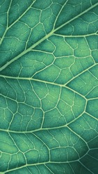 Plant leaf close-up. Mosaic pattern of nerve and veins. Abstract vertical background on a vegetable theme. Beautiful nature backdrop. Green tinted phone wallpaper. Horseradish leaf structure. Macro