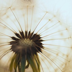 Dandelion head with parachutes closeup. Airy and fluffy floral picture. Square summer light illustration with blowball pappus. Macro