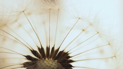 Dandelion head with parachutes closeup. Light floral picture. Airy and fluffy summer illustration with blowball pappus. Macro