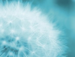 Dandelion head with seeds closeup. Summer floral background. Airy and fluffy wallpaper. Light blue tinted backdrop. Dandelion fluff  wallpaper. Macro