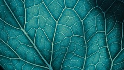 Plant leaf closeup. Mosaic pattern of  cells and veins. Wallpaper on vegetable theme. Abstract nature structure. Blue green tinted background. Horseradish leaf. Macro