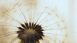 Dandelion seed ball with seeds close-up. Summer plant picture. Airy and fluffy background. Light illustration with dandelion pappus. Macro