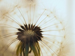 Dandelion head with parachutes closeup. Light floral picture. Airy and fluffy background. Summer illustration with blowball pappus. Macro