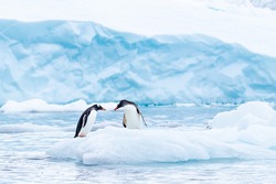 A gentoo penguin couple has a tender moment on a small berg