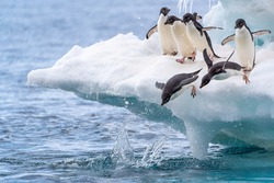 Two adelie penguins dive into the water while their friends excitedly cheer them on