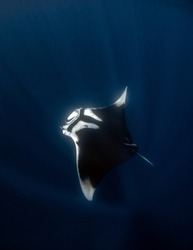 Oceanic Manta ray in deep blue water, Ningaloo reef, Western Australia 