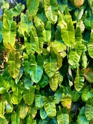 A bunch of beautiful green caladium plants leafs