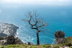 A dead tree at the cliff of the Amalfi coast in Southern Italy