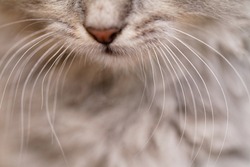 Long white whiskers and nose of a gray cat.