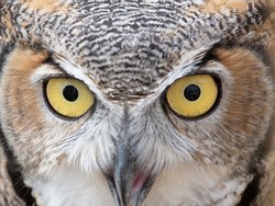 Close up of a Great Horned Owl's face with open beak and eyes looking at the camera. Photographed at the Houston Audubon Raptor Center with a shallow depth of field.