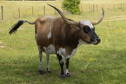 A brown, white, and black Texas longhorn cow with twitching tail standing in a green pasture facing the camera.