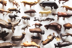 Group of animals toys isolated over white background. animals toys.