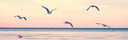 Large group flock of seagulls birds on sea lake water and flying in sky on summer sunset. Web banner header for website. Toned with retro vintage hipster warm filters. Outdoor nature fauna.