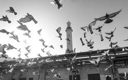 Fleet of pigeons flying on the foreground of an ancient mosque minaret. Beautiful Black and white photo of Islamic architecture.