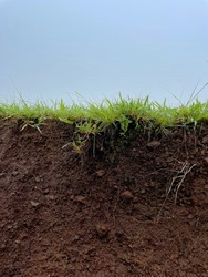 Close up of soil with green grass on the top layer. Part of exposed soil under bed of grass of lawn. Details of earth or ground.