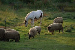 Horse eating grass with Sheep in the barnyard with sun shining on their backs