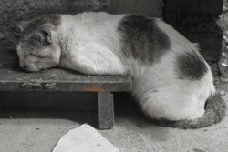 Tranquil Feline Siesta: Undisturbed Bliss in Kitty Dreamland