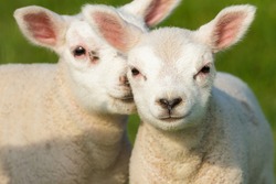 A pair of cute newborn lambs in a field at Texel, the Netherlands, during a day in spring