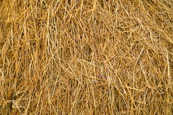 textured of dried rice straws for background.