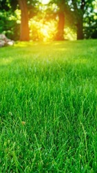 Green grass against the blurred background of trees and sunset. Dawn on a green meadow. Vertical image.