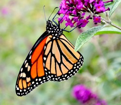 A Monarch butterfly feeding on the nectar of a purple butterfly bush. (Danaus plexippus) Close-up.