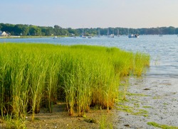 Marsh grass (Spartina alterniflora) is the keystone species of the coastal salt marsh ecosystem. It lives in the intertidal zone and is flooded twice each day. Setauket Harbor, Long Island, NY. 