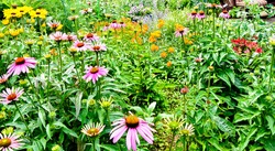 A colorful backyard pollinator garden. Long Island, New York.	