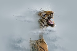 Double exposure of a mature tiger and man standing on mountain peak surrounded by clouds