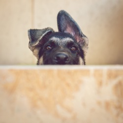 Funny 3-month-old puppy of a  East European sheepdog (VEO, German shepherd dog) peeking out from behind a wooden wall. Shallow DOF.