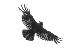 Carrion crow with fully opened wings