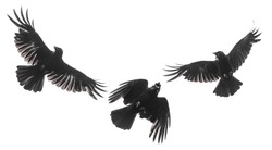 Three isolated carrion crows in flight with fully open wings