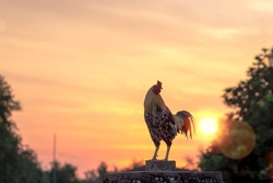 Early morning of new day concept: Silhouette rooster on blurred beautiful sunrise sky with sun light in farm autumn background