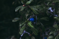 Singular Blueberry, Stunted in the Shade