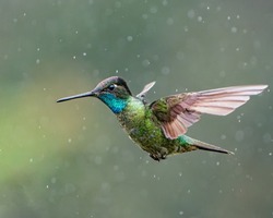 Male Talamanca Hummingbird (Eugenes spectabilis) endemic hummingbird of Costa Rica in flight in the Talamanca Highlands