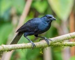 Melodious Blackbird (Dives dives) perched on a branch in Costa Rica